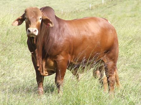 Bryvonlea Millenium 2